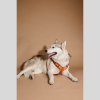 Dog Harness Active Velvet