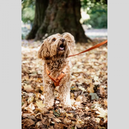 Harnais pour chien Active Velvet