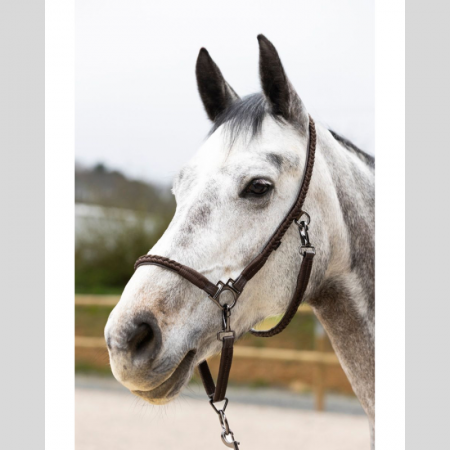 Dialou grooming halter