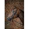 Dy'on Anatomic Flash Noseband Bridle D Collection