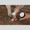 Mud Fever Cream Plus