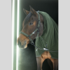 Double Pin Dynamic 25 Halter