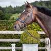 Dy'on Matte Large Crank Noseband Bridle With Flash