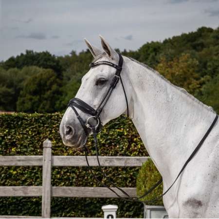 Matte Large Crank Noseband Bridle With Flash