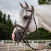 Dy'on Hunter Anatomic Flash Noseband Bridle