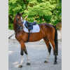 Tapis de selle TH Jumping Upstate