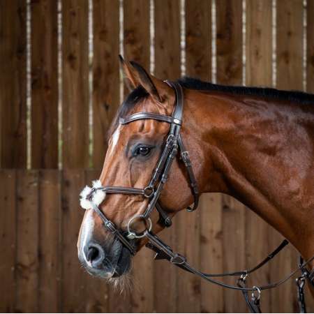 Dy'on Working Figure 8 Noseband Bridle