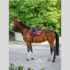 BOSS Equestrian zadeldekje fluweel
