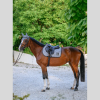 BOSS Equestrian zadeldekje