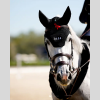 Polias Fly Veil