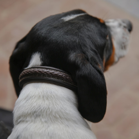 Braided Leather Dog Collar