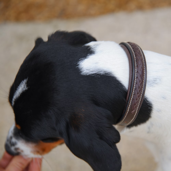 Collier Tressé pour Chien