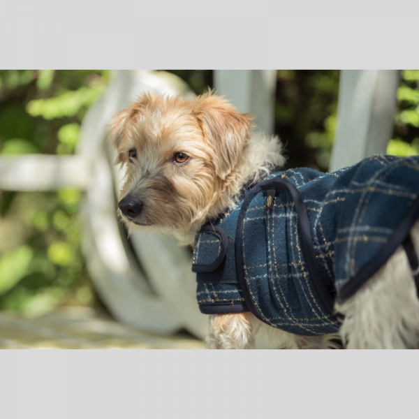 Manteau Chien Bouclé Heritage 25/26