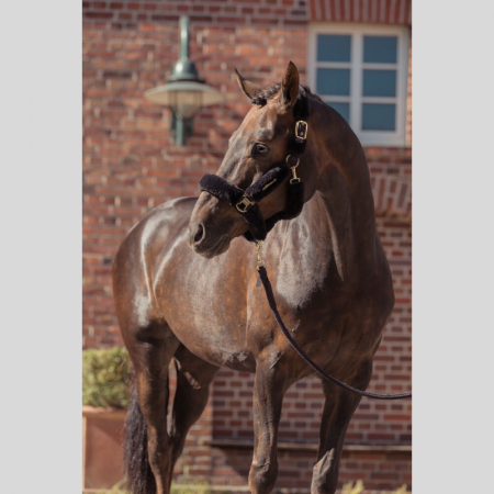 Faux Fur Complete Heritage 25/26 Halter