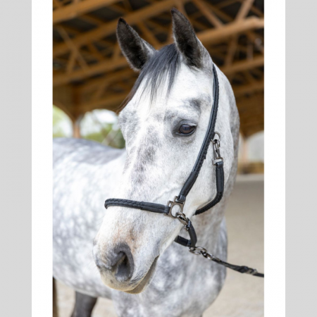 Dialou – Grooming Halter