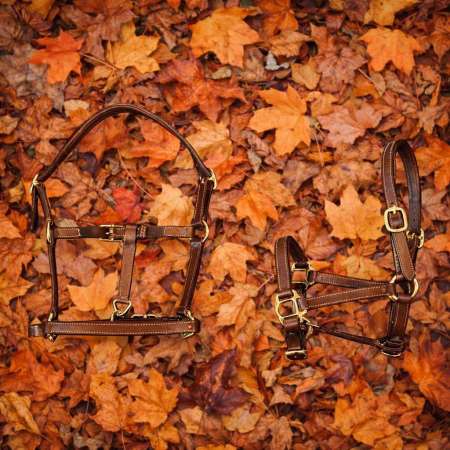 Leather Foal Halter – Equipro
