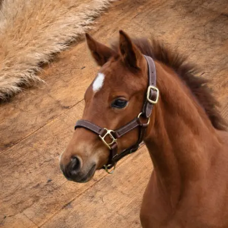 Leather Foal Halter – Equipro