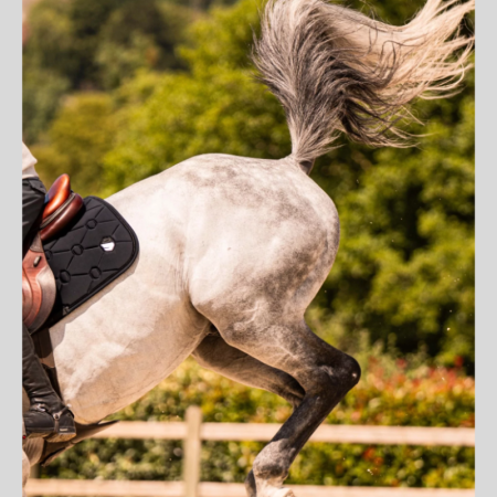 Samshield Spineshield Embroidery Saddle Pad