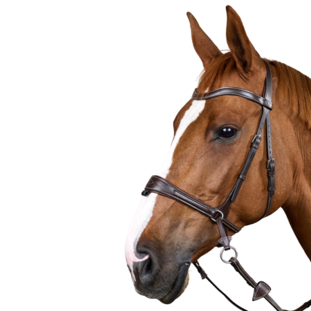 Working Motion Bridle