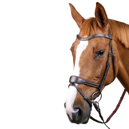 Working Motion Bridle