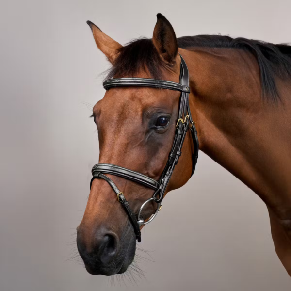 Flash Noseband Bridle DY