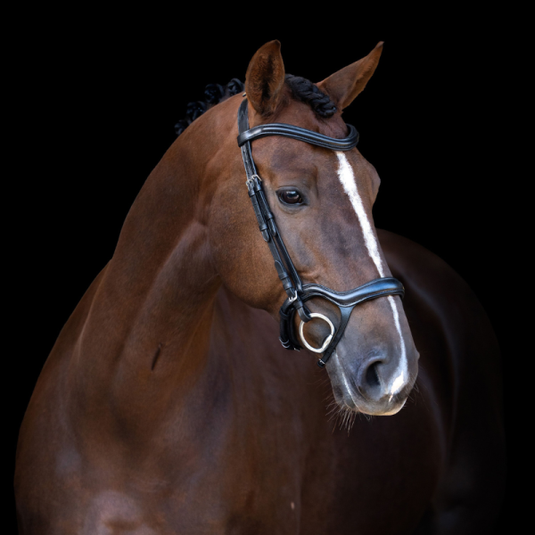 Bridle IRH with ergonomic drop noseband/flash