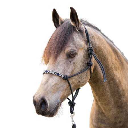 HVPLamu headcollar