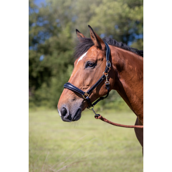 Leather Headcollar D Collection