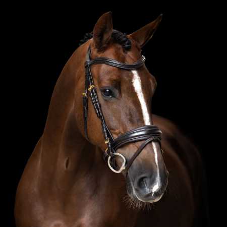 English IRH Combined Sleek Hoofdstel