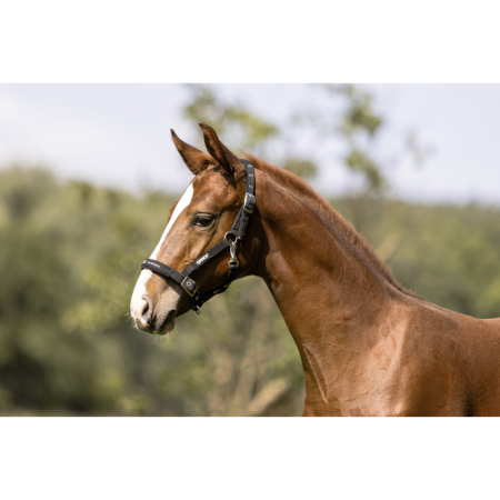 Foal halter