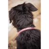 Collier pour chien PENELOPE "Billie"