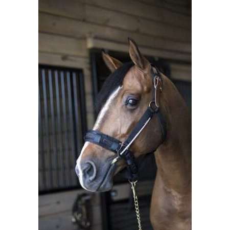 ThinLine Busy Buddy voor Hoofdstel