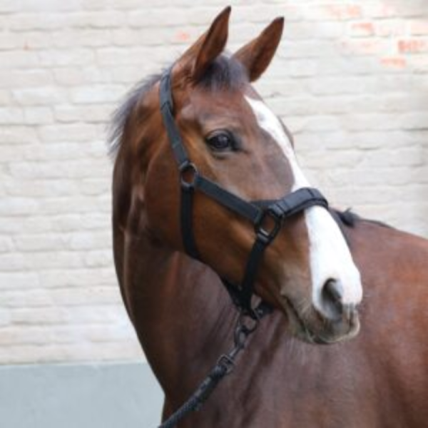 2-in-1 Halster