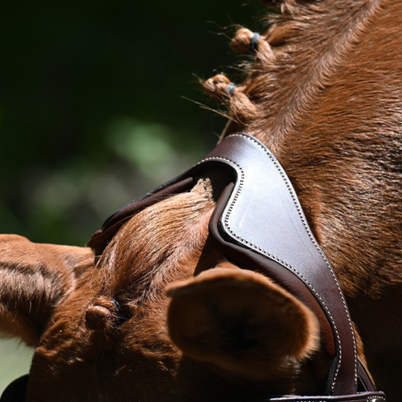Bridon anatomique Précision muserolle Y