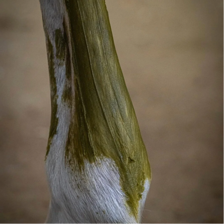 Cryotendons Kelpy – Cooling Care for Equine Tendons and Joints