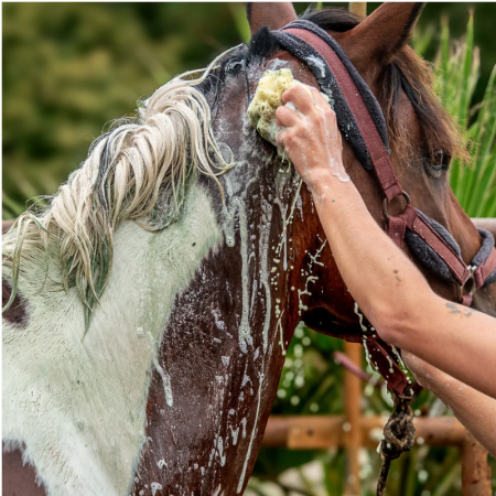 Kelpy Éclat d’Écume Shampoo – Gentle Seaweed Shampoo for Animals
