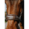 NORTON Compet Hackamore Bridle