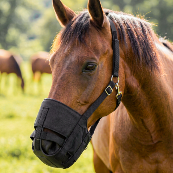 Anatomic Air Grazing Muzzle with Integrated Halter