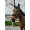 EQUITHÈME Control Halter