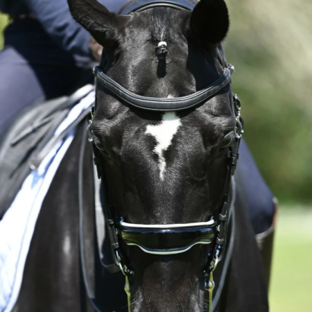 Origin Anatomical Double Bridle