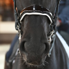 Origin Anatomical Double Bridle