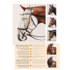 Equitus Beta Anatomisch Hoofdstel