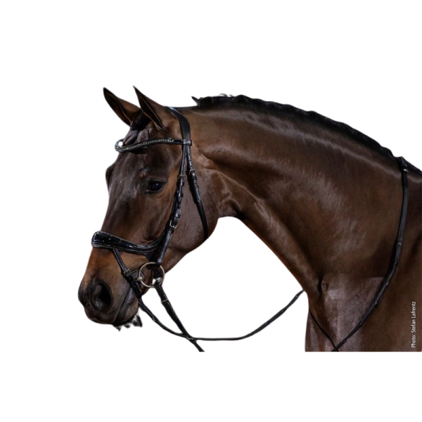 Equitus Beta Glam Anatomisch Hoofdstel