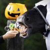 Halloween Horse Treats – Iced Pretzels