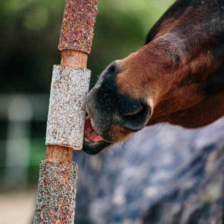 Houten Kauwspeelgoed met Kruiden RELAX – Candy Horse