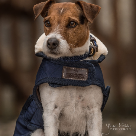 Dog Coat Original