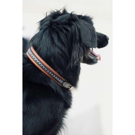 Collier pour chien PENELOPE "Point Sellier"