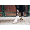 Turnout Boots Solimbra Hind