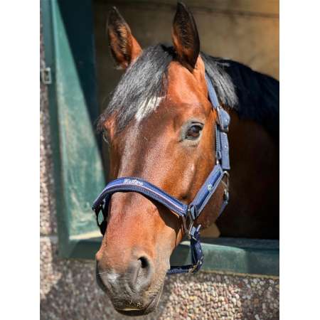 Headcollar Masters - French Colours