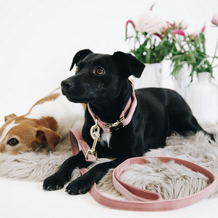 Collier pour chien Velvet